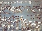 Artenschutz am Poyang See